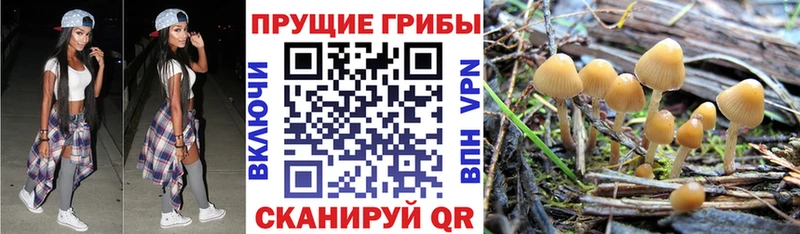 Псилоцибиновые грибы Psilocybe  shop клад  Камешково 